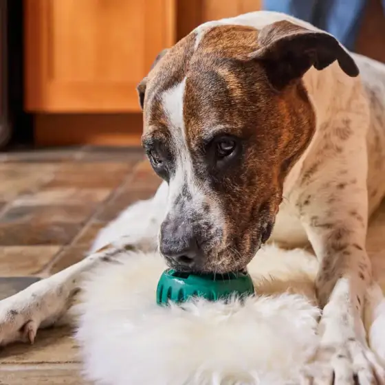 Hund spielt mit Pawpop